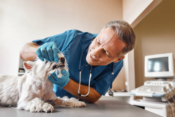 Best Walk-In Emergency Dental Services in Hunter, TN